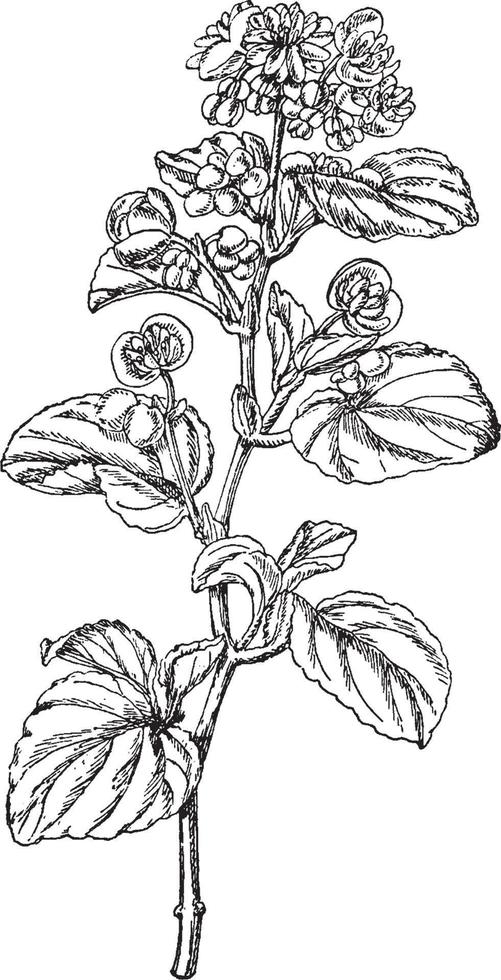 begonia trompe de Lotharingen wijnoogst illustratie. vector