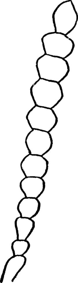 moniliform antenne, wijnoogst illustratie. vector