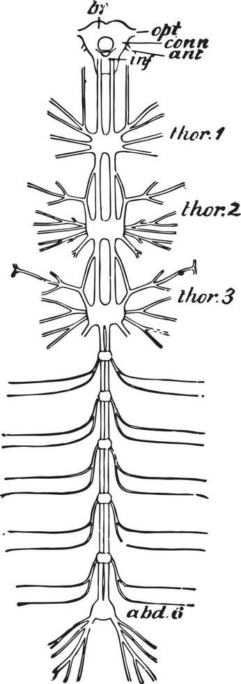 kakkerlak nerveus systeem, wijnoogst illustratie vector