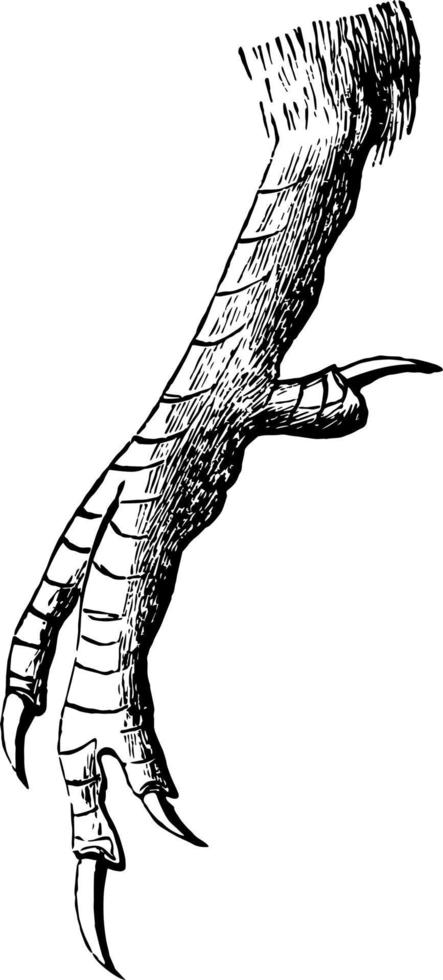 de voet van een ijsvogel wijnoogst illustratie. vector