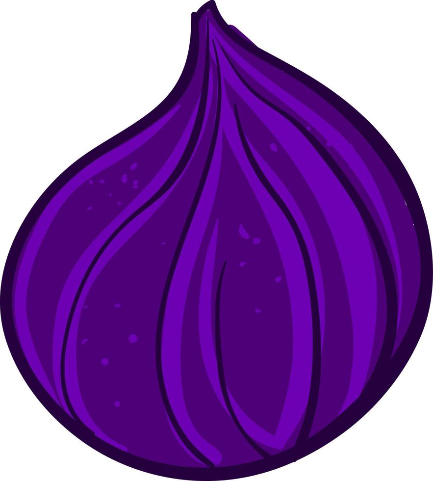 Purper vijg, illustratie, vector Aan wit achtergrond.