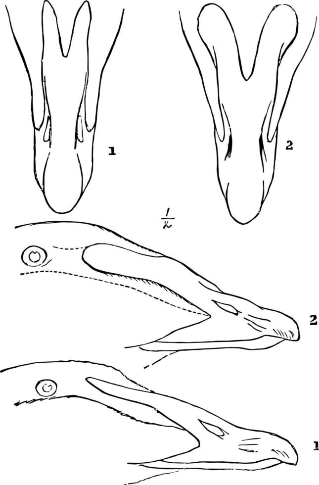 de Bill van een eider wijnoogst illustratie. vector