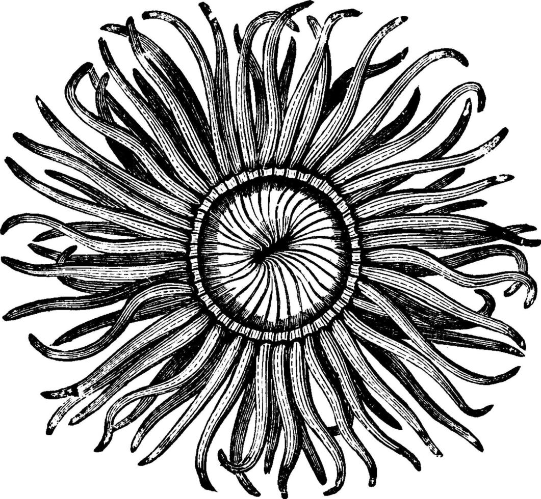mond van de zee anemoon, wijnoogst illustratie. vector
