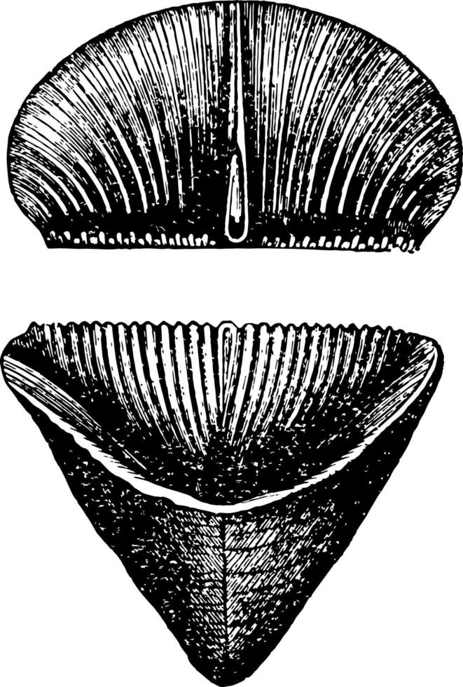 pantoffel koraal, wijnoogst illustratie. vector