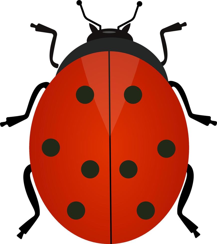 rood lieveheersbeestje, illustratie, vector Aan wit achtergrond.