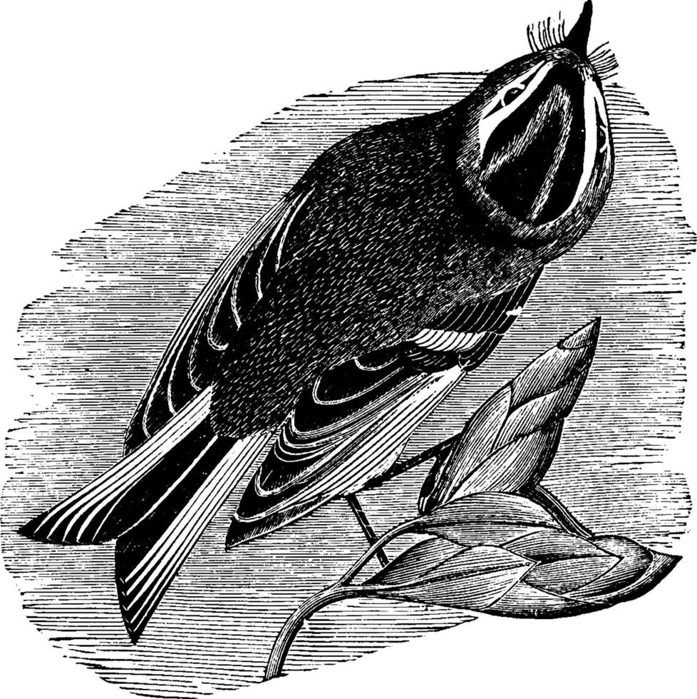 goudkuif kinglet goudgekroond kinglet regulus satraap, wijnoogst illustratie vector