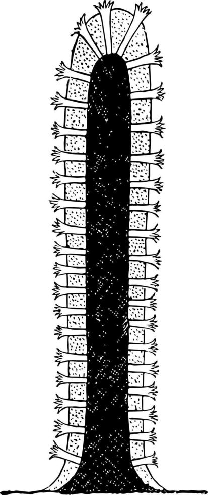 axifera alcyonaria, wijnoogst illustratie. vector