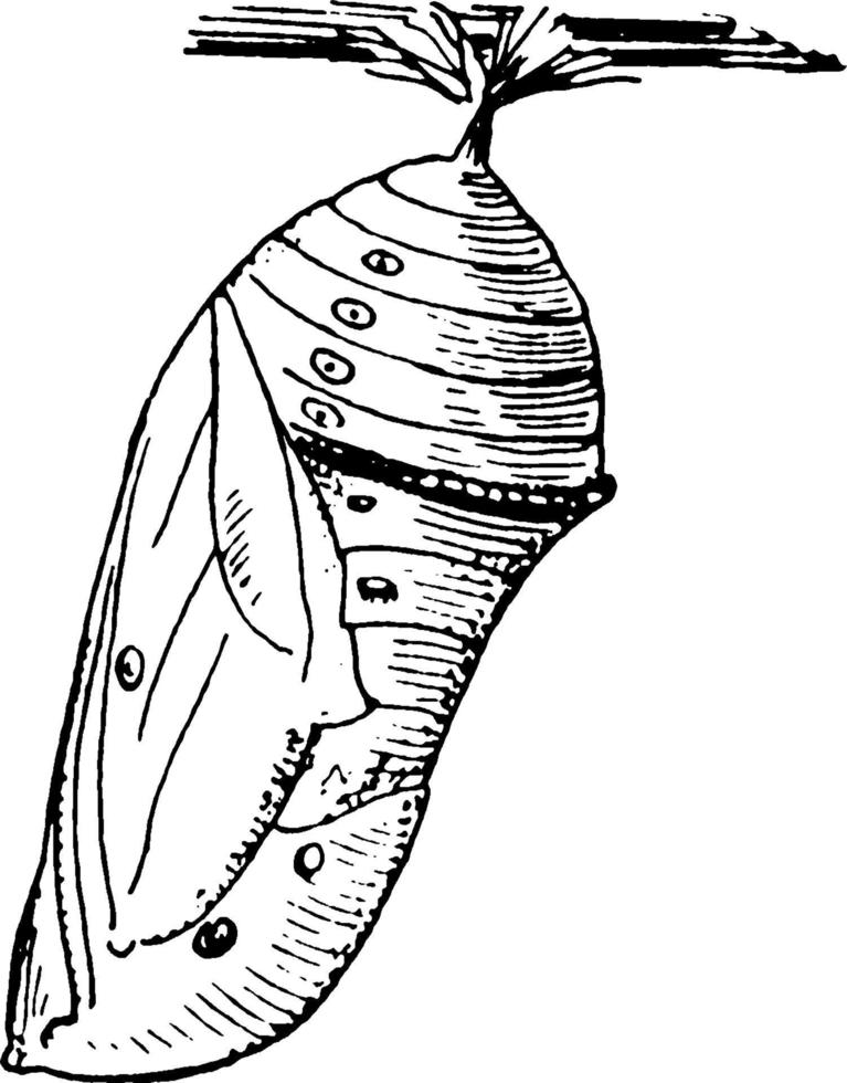 monarch vlinder, wijnoogst illustratie. vector