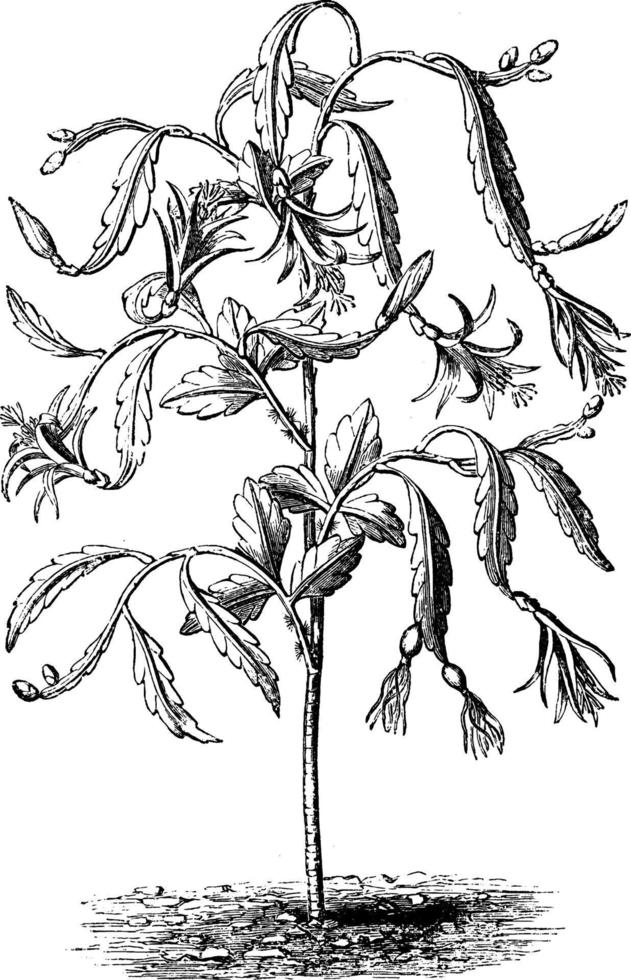 phyllocactus biformis wijnoogst illustratie. vector