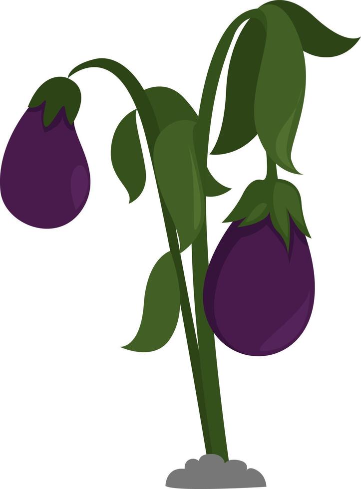 aubergine ,illustratie, vector Aan wit achtergrond