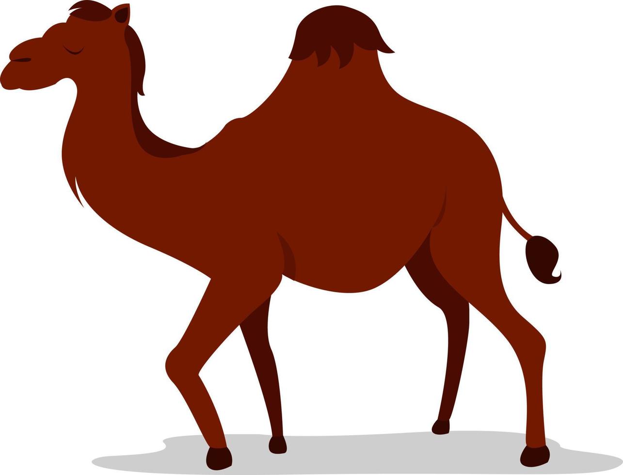 een gebocheld kameel, illustratie, vector Aan wit achtergrond.