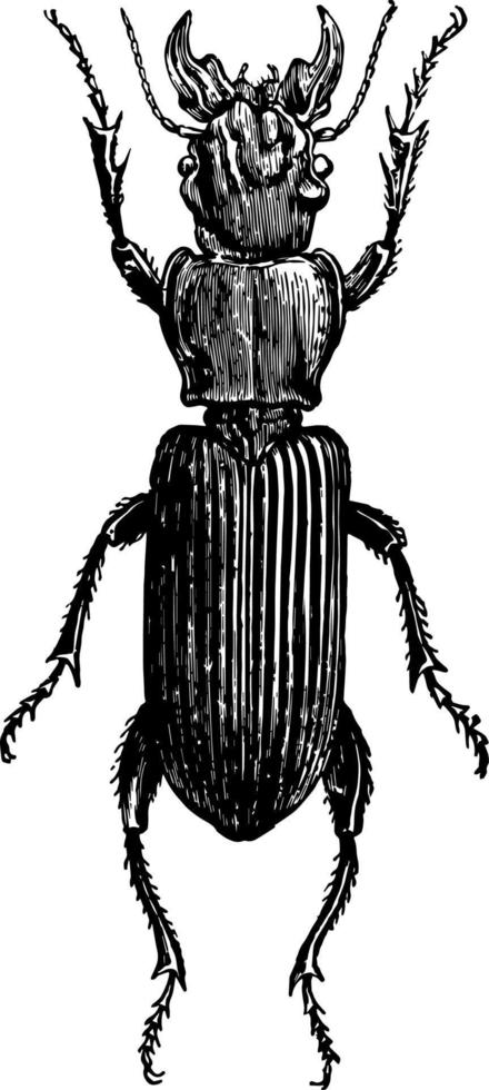 campylocnemis schroeteri wijnoogst illustratie. vector