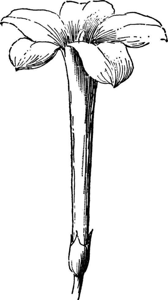jasmijn bloem wijnoogst illustratie. vector