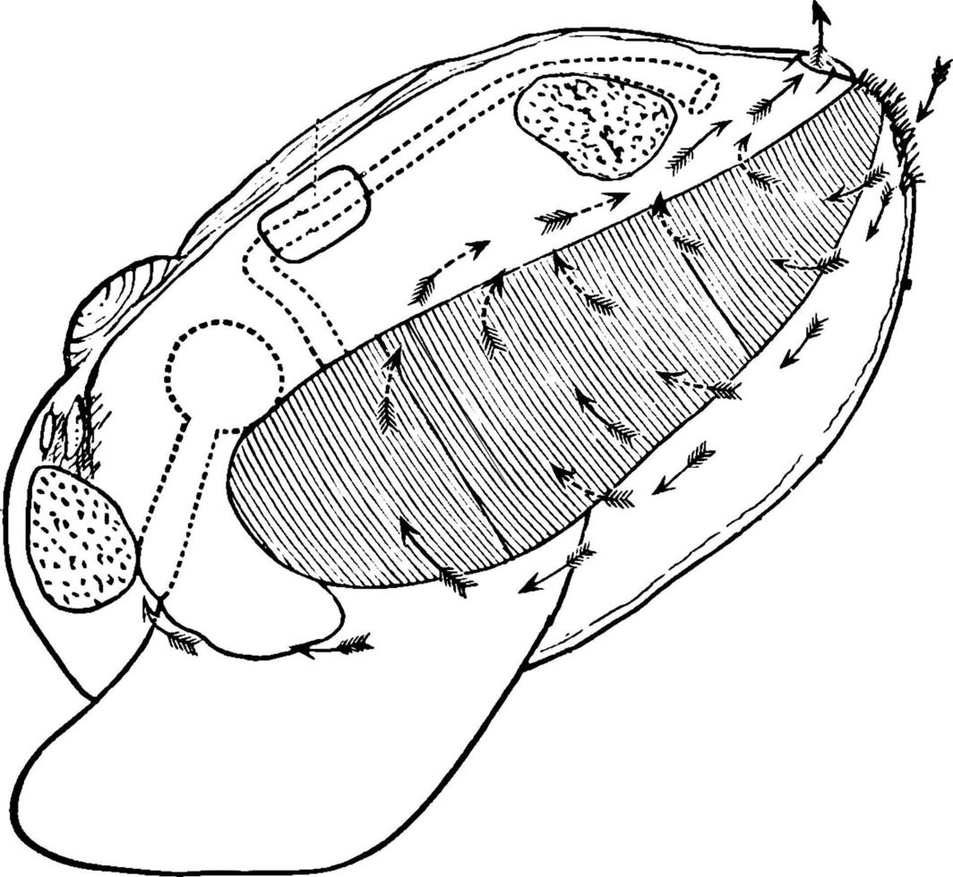 clam schelp, wijnoogst illustratie. vector