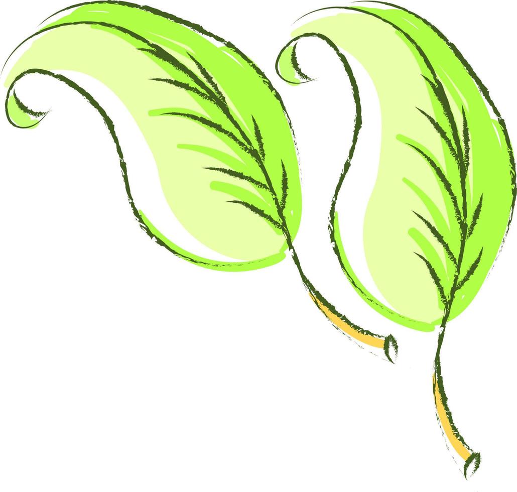 groen bladeren, illustratie, vector Aan wit achtergrond.