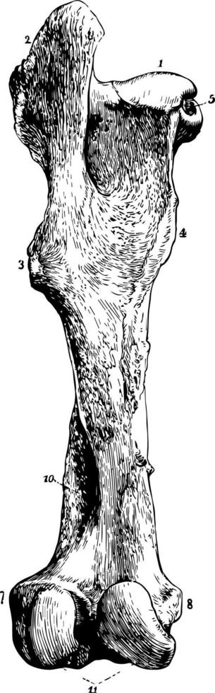 dijbeen van een paard wijnoogst illustratie. vector