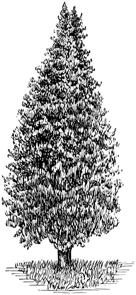jeneverbes in piramidaal het formulier wijnoogst illustratie. vector