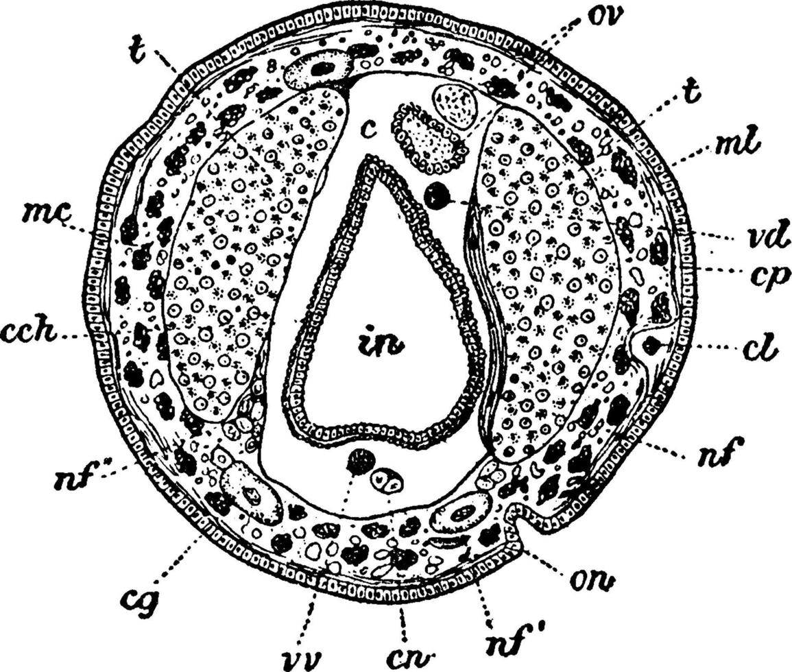 sectioneel visie van acanthobdella, wijnoogst illustratie. vector