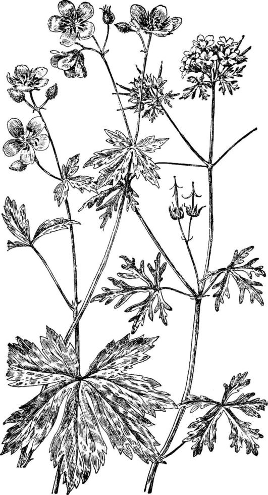 geranium carolinianum en Ooievaarsbek wijnoogst illustratie. vector