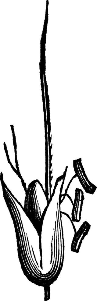 drijvend vossestaart gras wijnoogst illustratie. vector