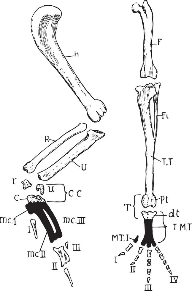 vogel ledematen, wijnoogst illustratie vector