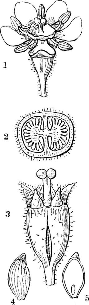 escallonia wijnoogst illustratie. vector