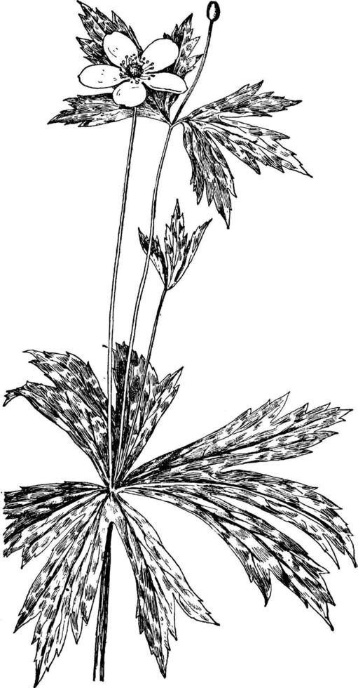 Canadees anemoon wijnoogst illustratie. vector