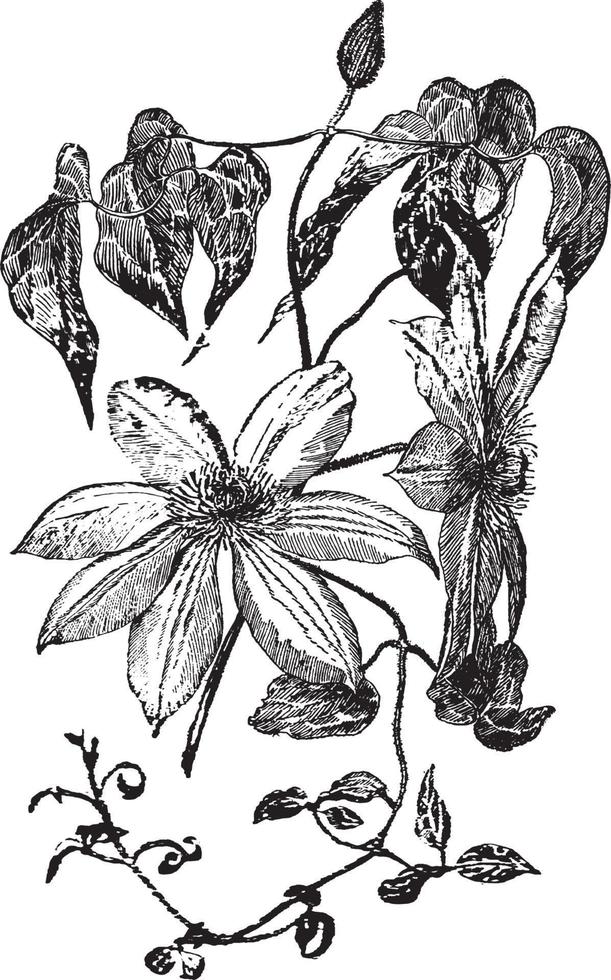 clematis henryi wijnoogst illustratie. vector