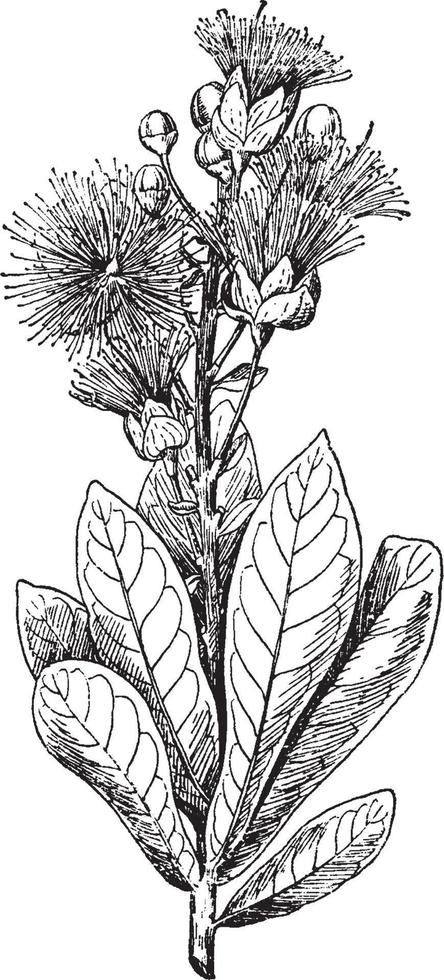 barringtonia speciosa wijnoogst illustratie. vector