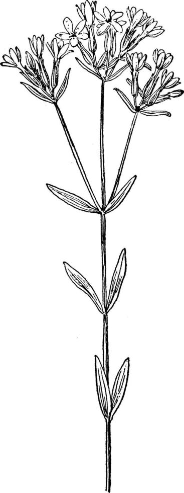 centaurium umbellatum wijnoogst illustratie. vector