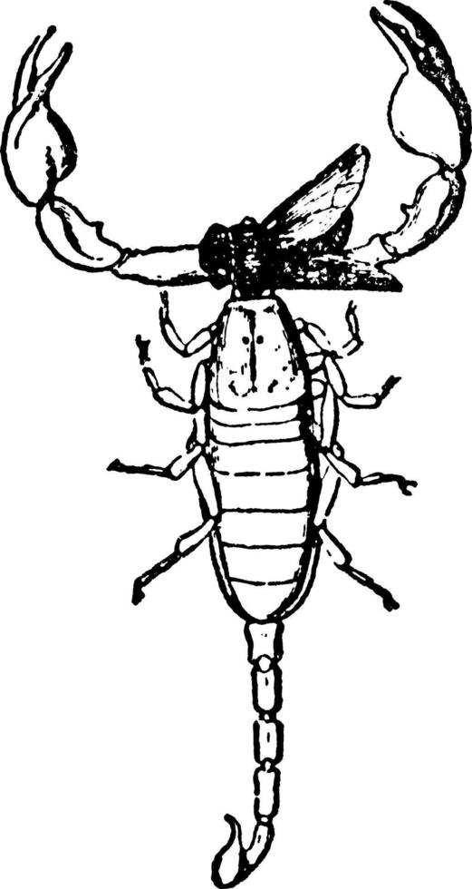 schorpioen of euscorpius cursief, wijnoogst illustratie. vector