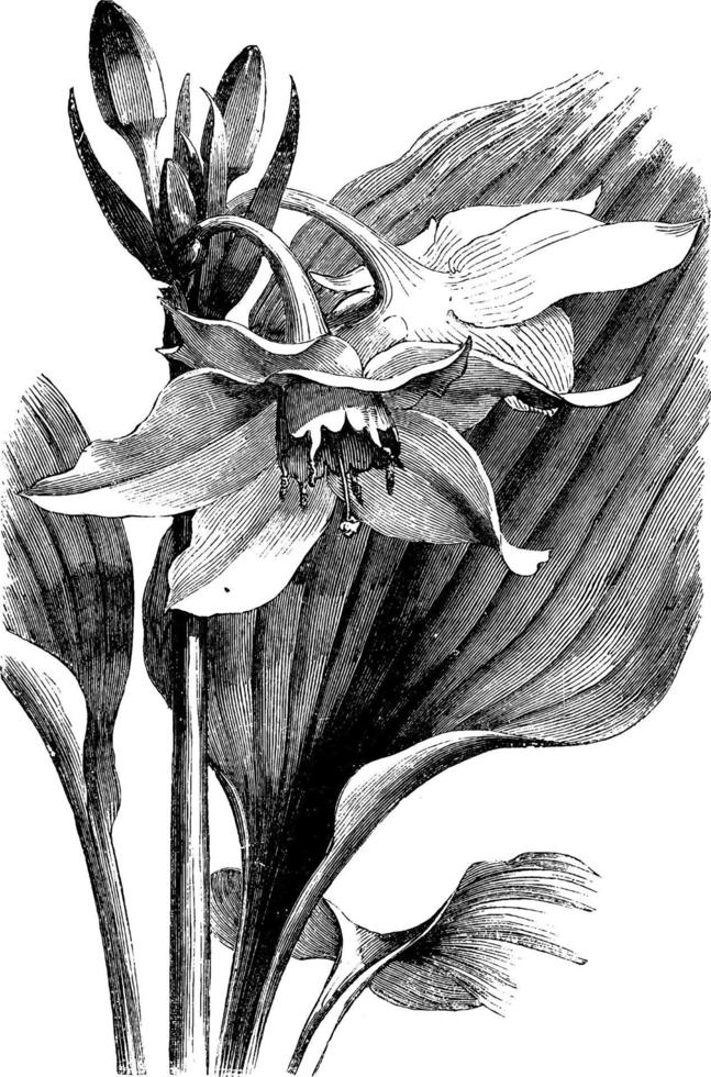 bladeren en bloeiwijze van eucharis grandiflora wijnoogst illustratie. vector