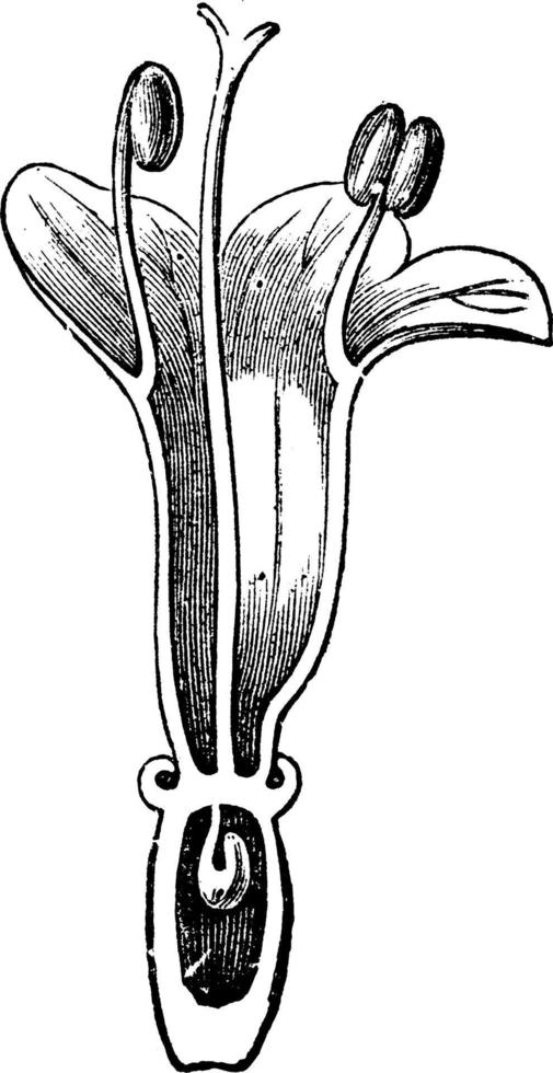 valeriaan bloem lengte- sectie wijnoogst illustratie. vector