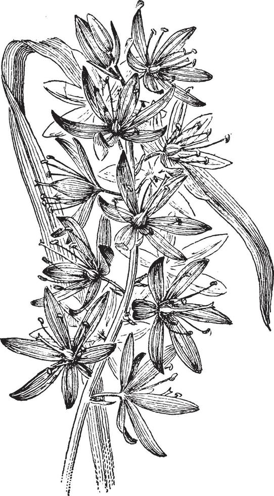 camassia quamash wijnoogst illustratie. vector