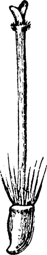 gynaeceum van asteraceae wijnoogst illustratie. vector