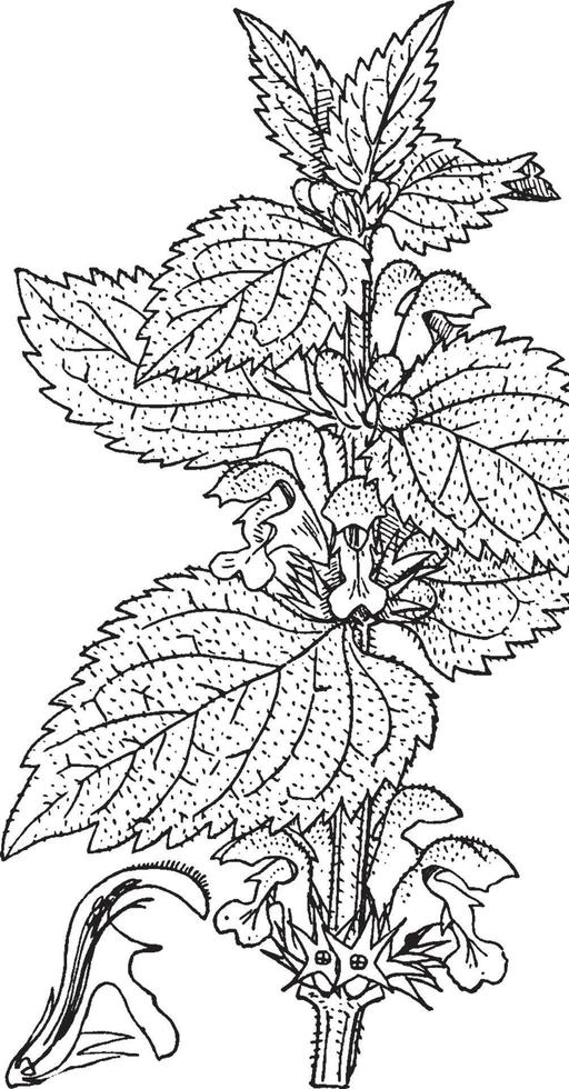 lamium album wijnoogst illustratie. vector