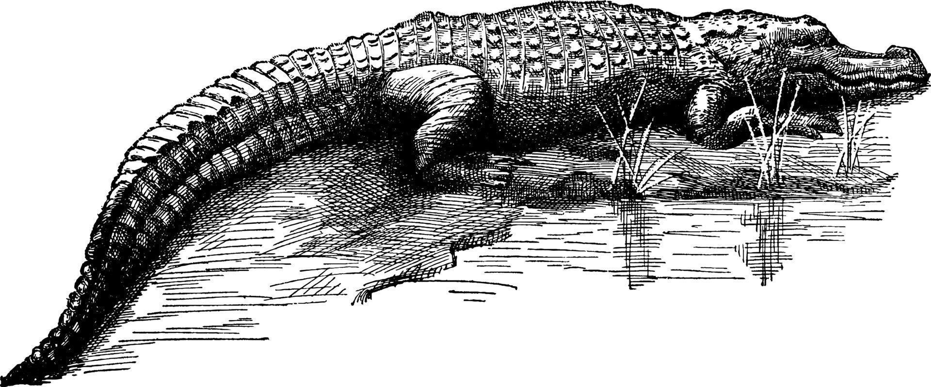 krokodil krokodillen, wijnoogst illustratie. vector