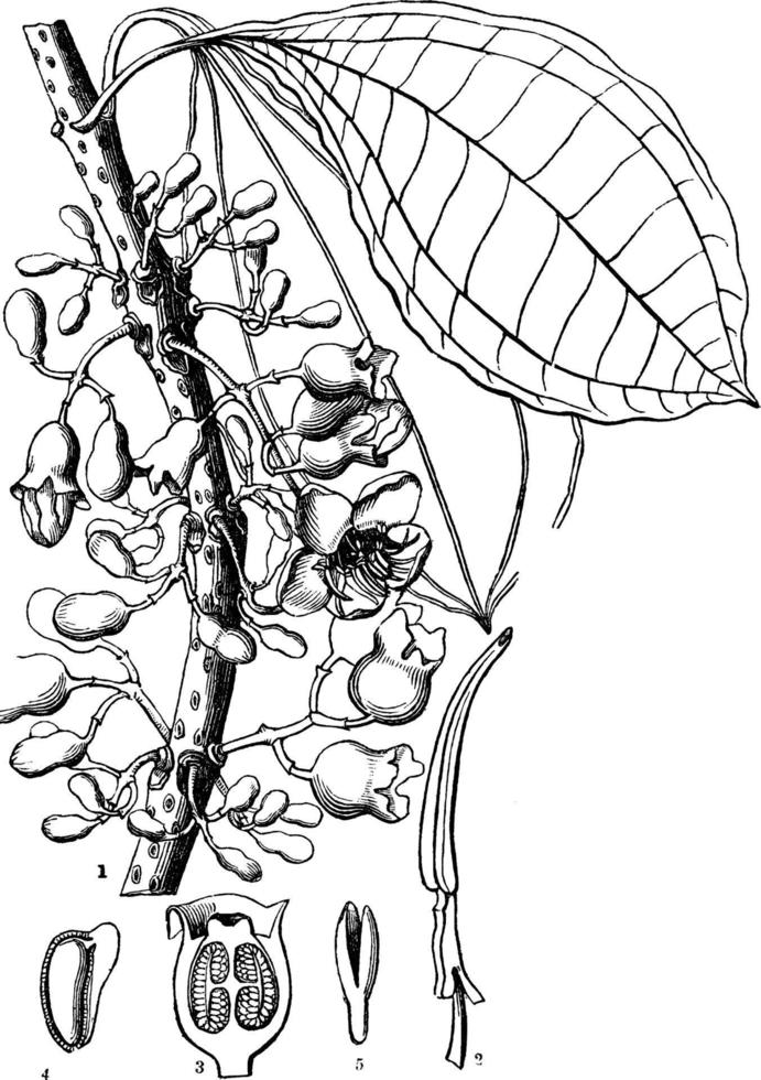 medinilla wijnoogst illustratie. vector