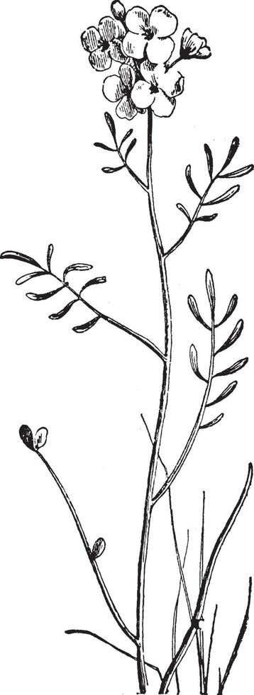 cardamine pratensis wijnoogst illustratie. vector