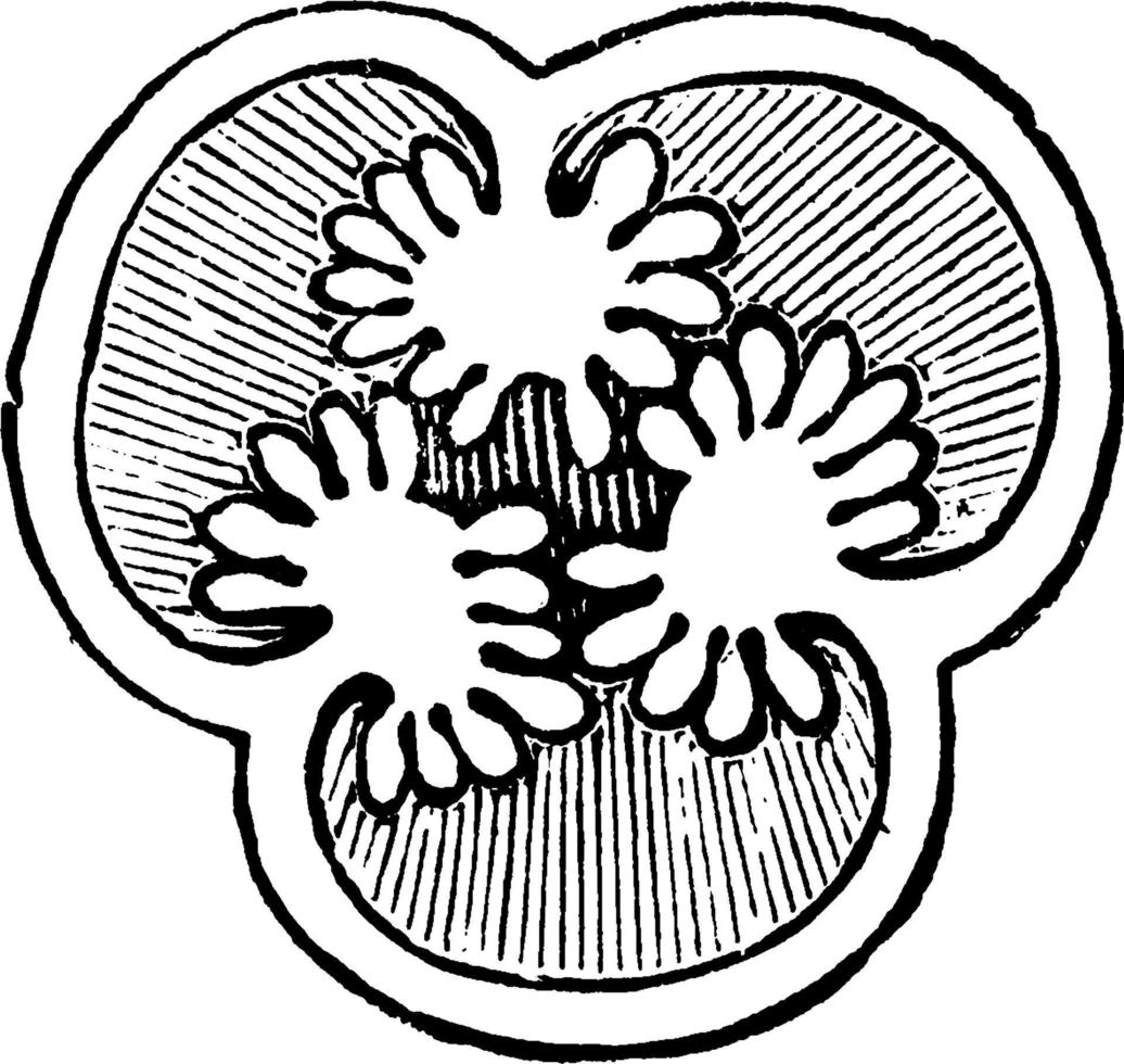 hypericum grafstenen, wijnoogst illustratie. vector