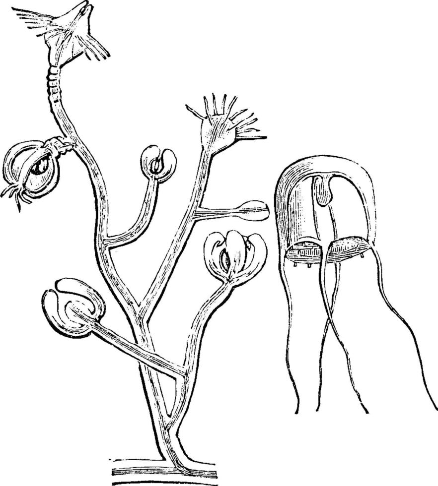 eudendrium, wijnoogst illustratie. vector