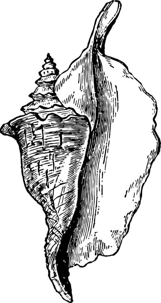 strombus gallus wijnoogst illustratie. vector