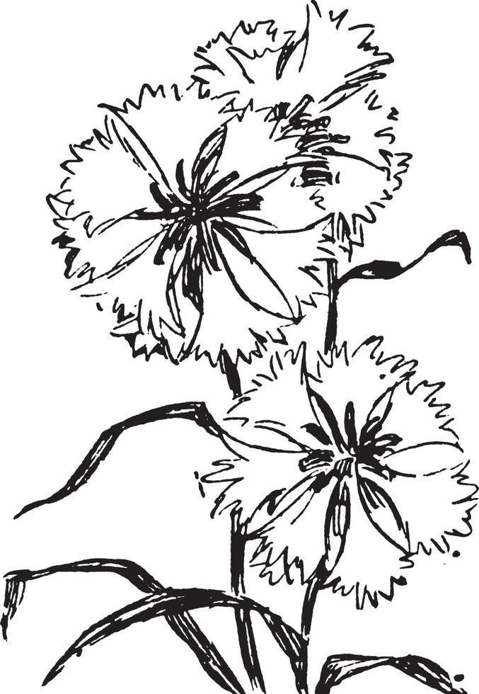 korenbloemen wijnoogst illustratie. vector