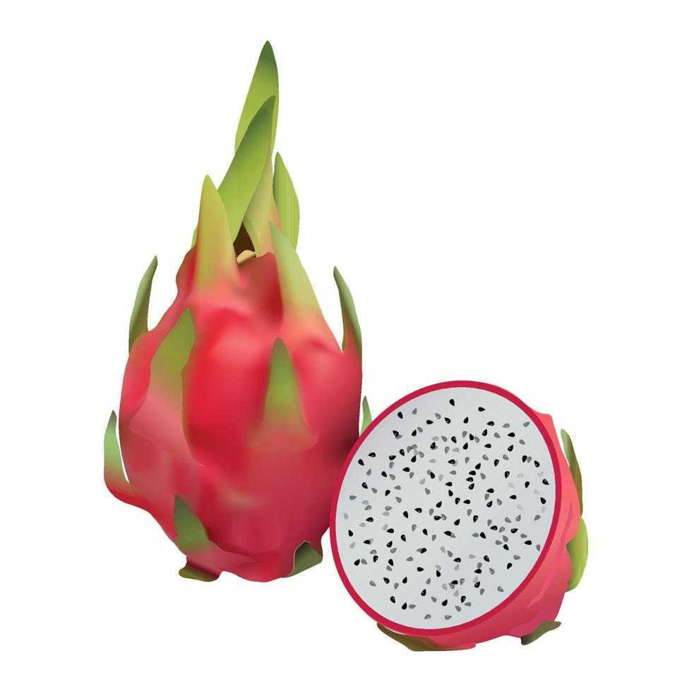 vector illustratie van realistisch pitaya