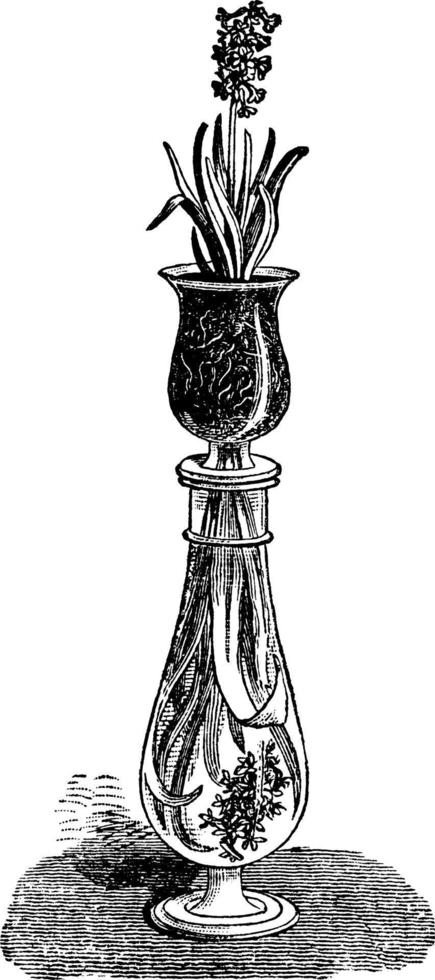 twee hyacinten in glas wijnoogst illustratie. vector
