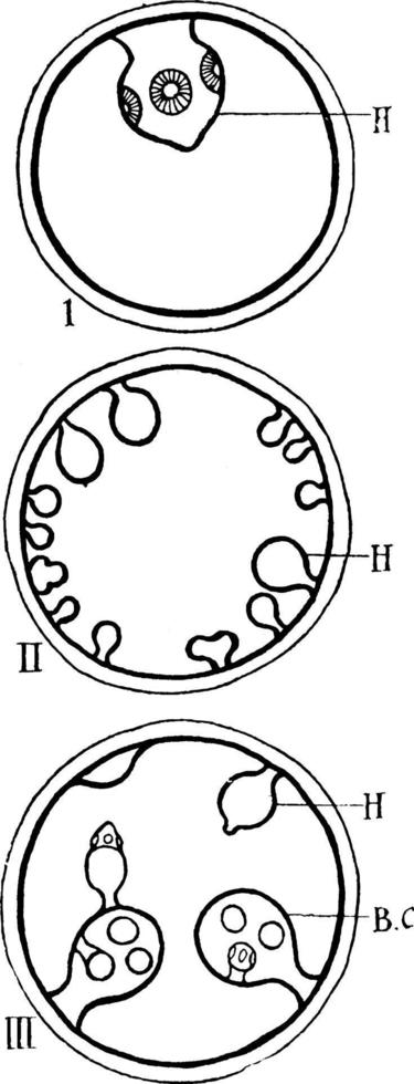 blaas wormen, wijnoogst illustratie. vector