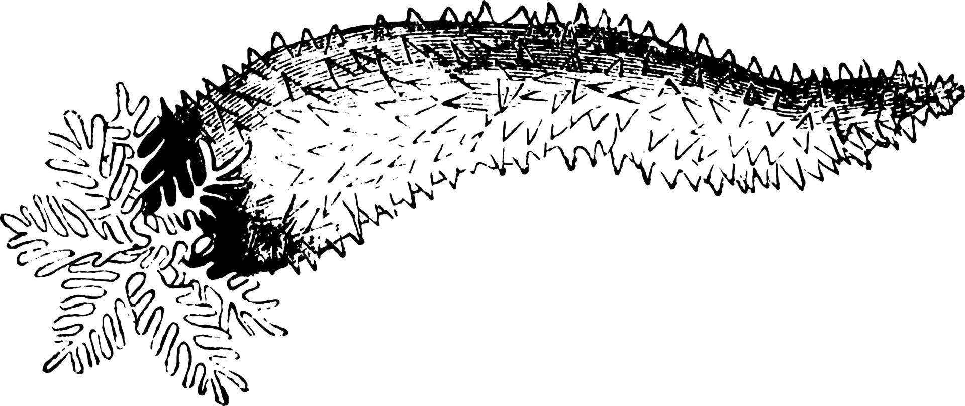 zeekomkommer, wijnoogst illustratie. vector