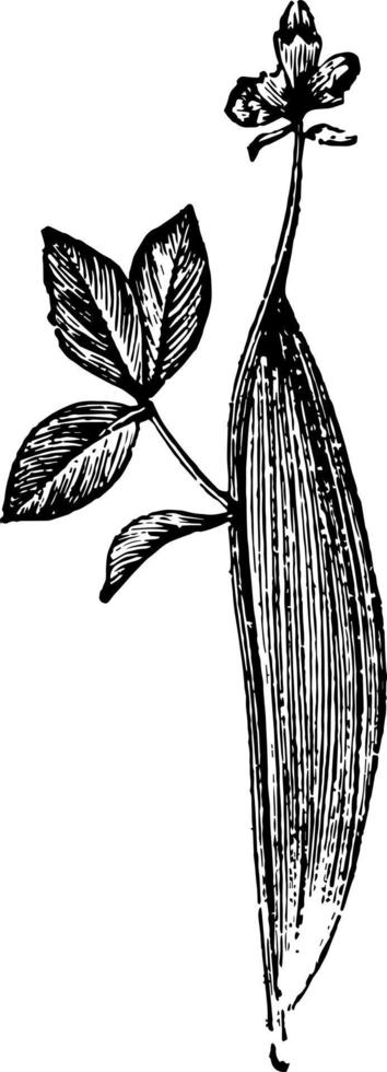 cocon van zygaena filipendulae wijnoogst illustratie. vector