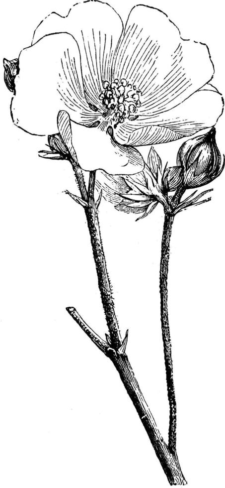 althea officinalis bloem en bloemknoppen wijnoogst illustratie. vector