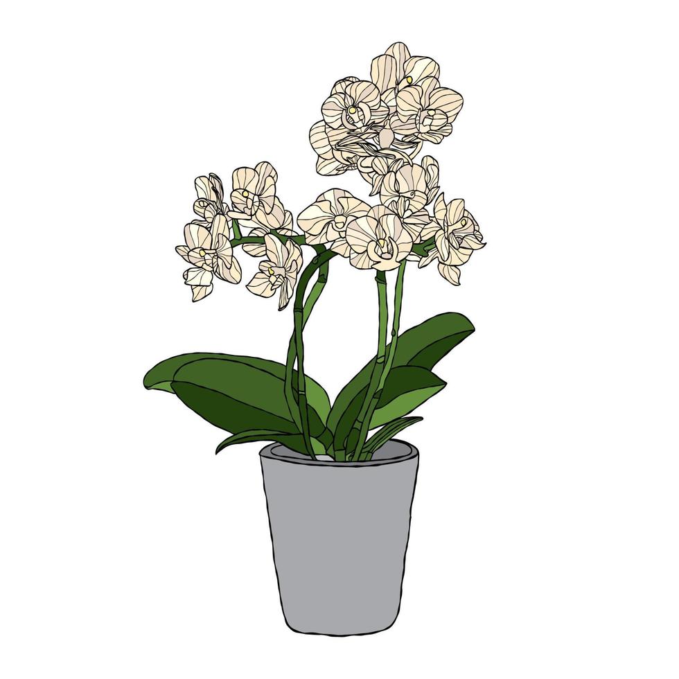 orchidee bloem vector illustratie met hand- tekening stijl